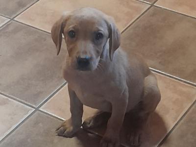 Fox Red Labrador puppies in Clare