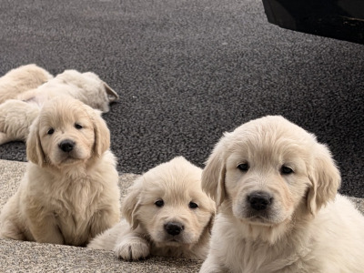 IKC Registered (PENDING) Golden Retriever puppies