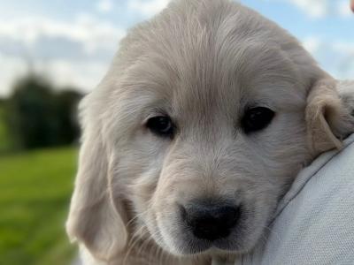 IKC Registered (PENDING) Golden Retriever puppies
