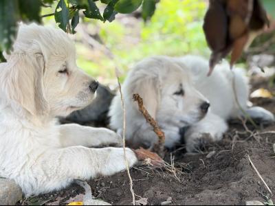 IKC Registered (pending) Golden Retriever puppies in Galway