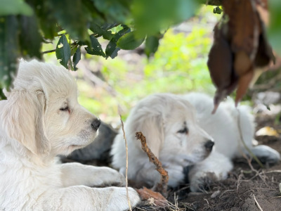IKC Registered (PENDING) Golden Retriever puppies