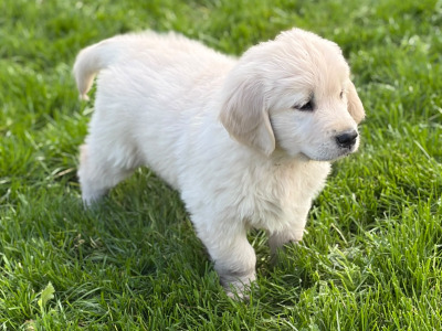 IKC Registered (PENDING) Golden Retriever puppies
