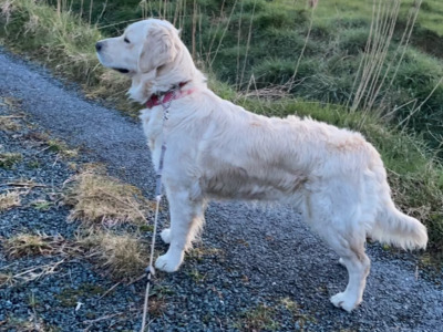 IKC Registered (PENDING) Golden Retriever puppies