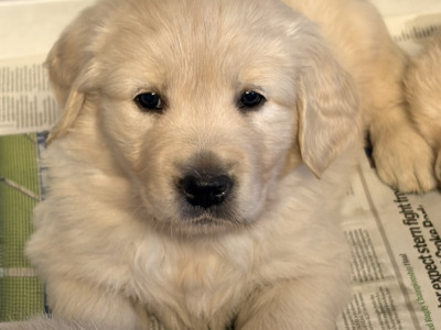 IKC Registered (PENDING) Golden Retriever puppies