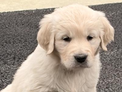 IKC Registered (PENDING) Golden Retriever puppies