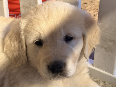 IKC Registered (PENDING) Golden Retriever puppies