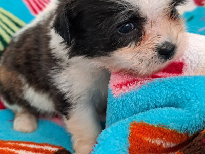Beautiful Shichon Puppies