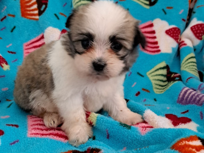 Beautiful Shichon Puppies