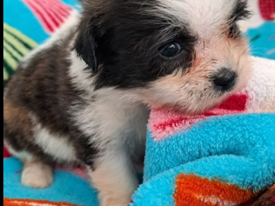 Beautiful Shichon Puppies