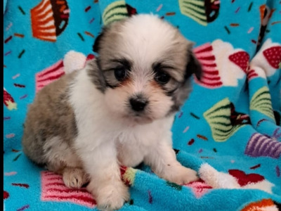 Beautiful Shichon Puppies