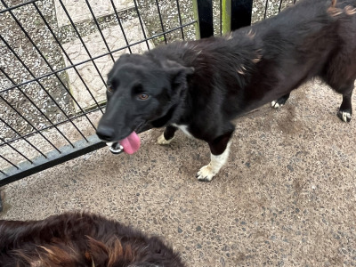 1 female Black Border Collie