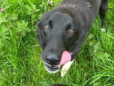 1 female Black Border Collie