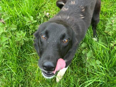 Female Black Border Collie 19 months old in Waterford
