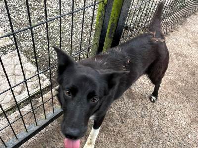 1 female Black Border Collie