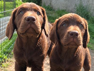 2 Labrador puppies in Wexford