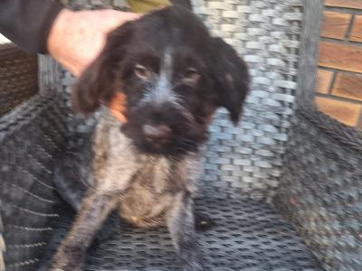 IKC Registered female German Wirehaired Pointer puppy in Offaly