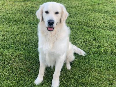 Golden Retriever