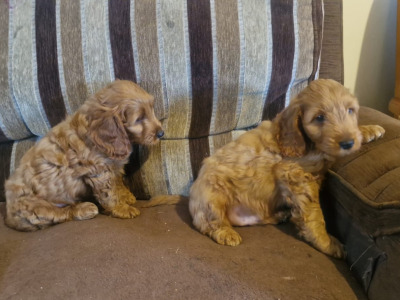 Stunning Cockapoo puppies for sale in Limerick