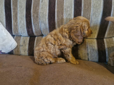Stunning Cockapoo puppies for sale in Limerick