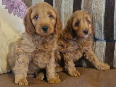 Stunning Cockapoo puppies for sale in Limerick