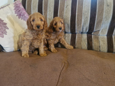 Stunning Cockapoo puppies for sale in Limerick
