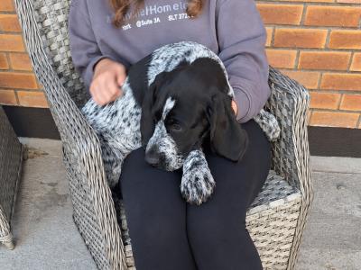 IKC Registered female German Wirehaired Pointer puppy in Offaly
