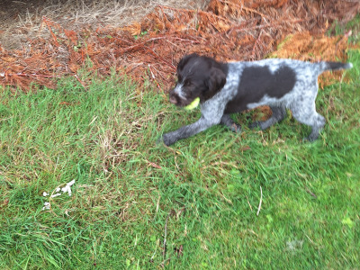 IKC Registered female German Wirehaired Pointer puppy in Offaly