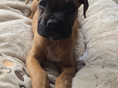 🐾❤️ ️One left! Beautiful IKC Registered Boxer puppy 🐾 in Offaly