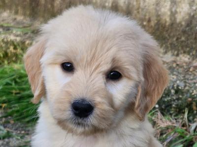 ❤️🐶 2 Goldendoodle puppies in Wexford 🐶❤️