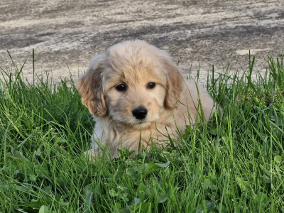 ❤️🐶 2 Goldendoodle puppies in Wexford 🐶❤️
