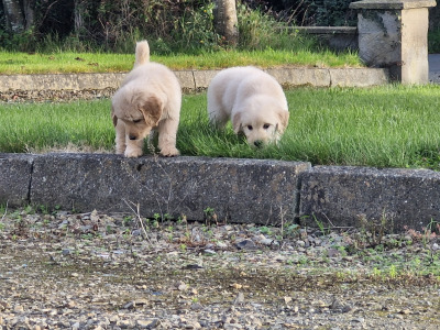 ❤️🐶 2 Goldendoodle puppies in Wexford 🐶❤️