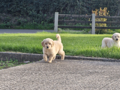 ❤️🐶 2 Goldendoodle puppies in Wexford 🐶❤️