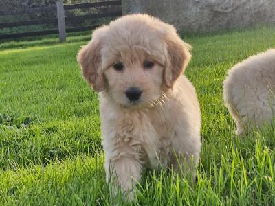 ❤️🐶 2 Goldendoodle puppies in Wexford 🐶❤️