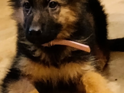 Stunning German Shepherd puppies ONLY FEMALE PUPPIES LEFT- Parents IKC Registered