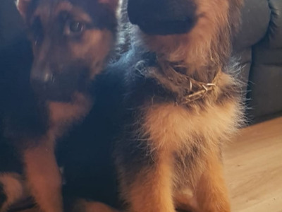Stunning German Shepherd puppies ONLY FEMALE PUPPIES LEFT- Parents IKC Registered