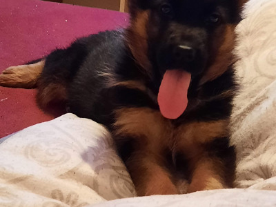 Stunning German Shepherd puppies ONLY FEMALE PUPPIES LEFT- Parents IKC Registered