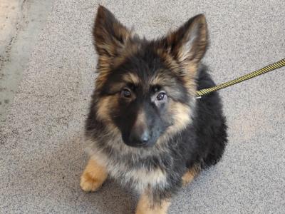 Stunning German Shepherd puppies ONLY FEMALE PUPPIES LEFT- Parents IKC Registered