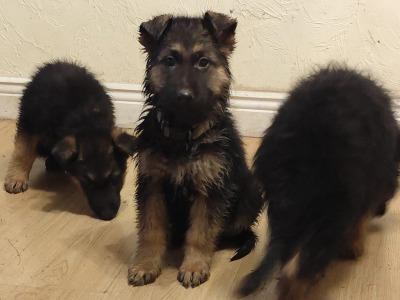 Stunning German Shepherd puppies ONLY FEMALE PUPPIES LEFT- Parents IKC Registered