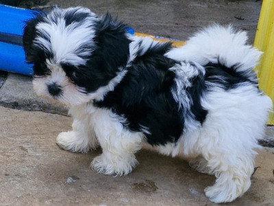 'Teddy Bear' Shih Tzu x Biewer Terrier puppies in Cork
