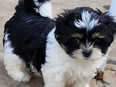 'Teddy Bear' Shih Tzu x Biewer Terrier puppies in Cork