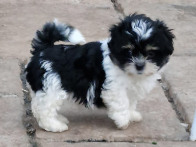 'Teddy Bear' Shih Tzu x Biewer Terrier puppies in Cork