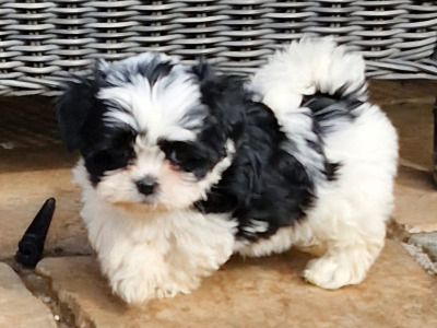 'Teddy Bear' Shih Tzu x Biewer Terrier puppies in Cork