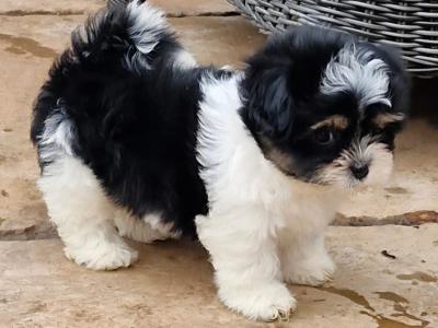 'Teddy Bear' Shih Tzu x Biewer Terrier puppies in Cork