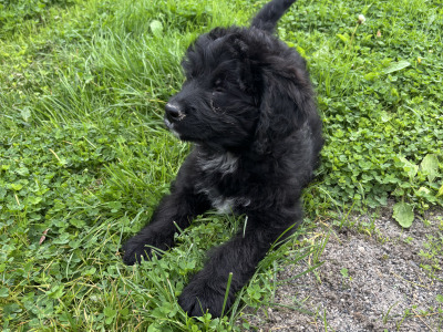 🤎🤎 Beautiful Bernadoodle puppies in Carlow 🤎 🤎