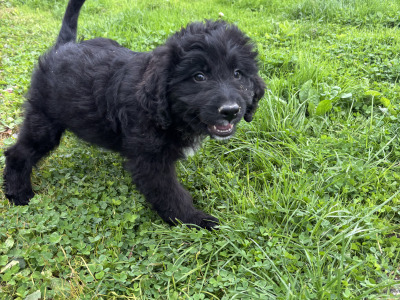 🤎🤎 Beautiful Bernadoodle puppies in Carlow 🤎 🤎