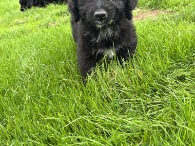 🤎🤎 Beautiful Bernadoodle puppies in Carlow 🤎 🤎