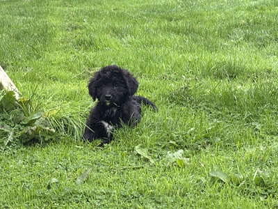 🤎🤎 Beautiful Bernadoodle puppies in Carlow 🤎 🤎