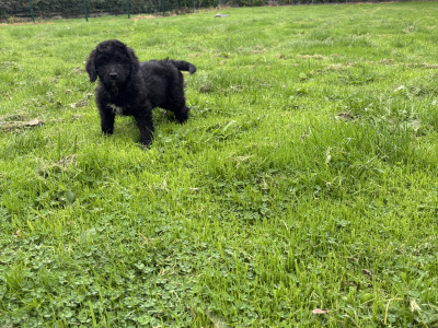 🤎🤎 Beautiful Bernadoodle puppies in Carlow 🤎 🤎