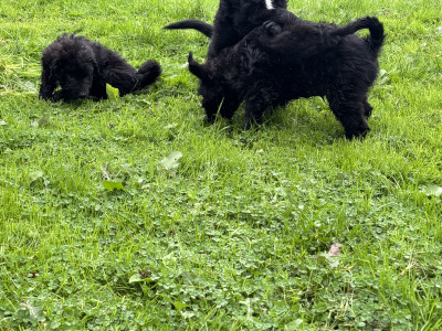 🤎🤎 Beautiful Bernadoodle puppies in Carlow 🤎 🤎