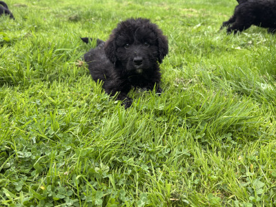 🤎🤎 Beautiful Bernadoodle puppies in Carlow 🤎 🤎